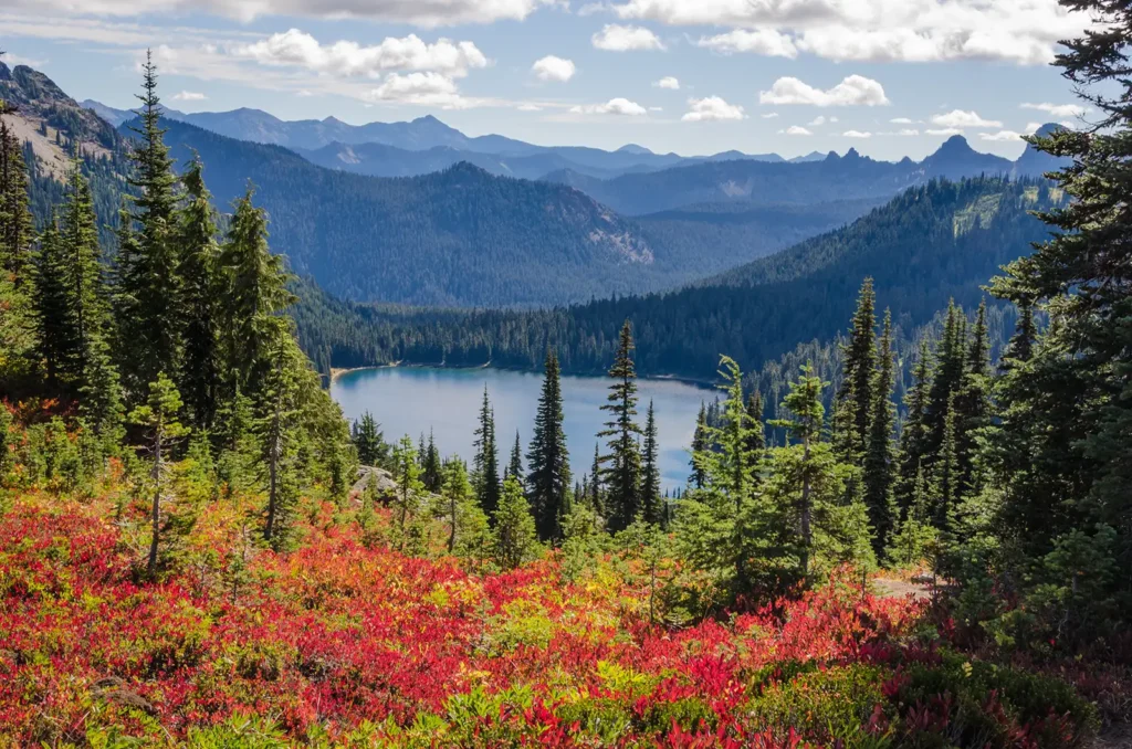 view of a lake and trees